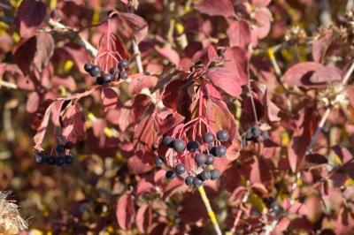 Cornus sanguinea