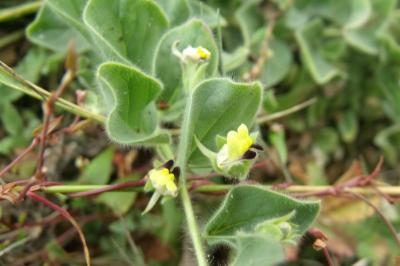 Kickxia spuria