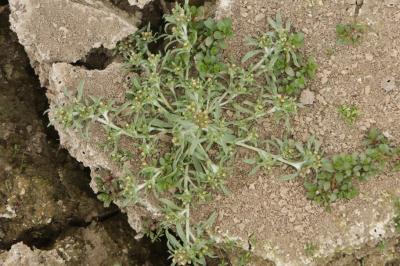 Gnaphalium uliginosum