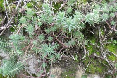 Petrosedum rupestre
