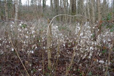 Lunaria annua