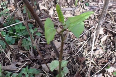Reynoutria japonica