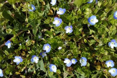 Veronica persica