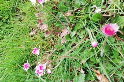 Bellis perennis