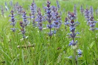 Ajuga reptans