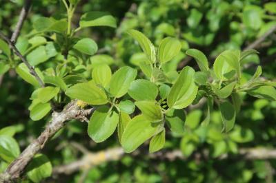 Rhamnus cathartica