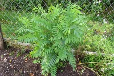 Galega officinalis