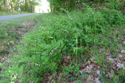 Polygonatum multiflorum