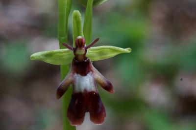 Ophrys insectifera