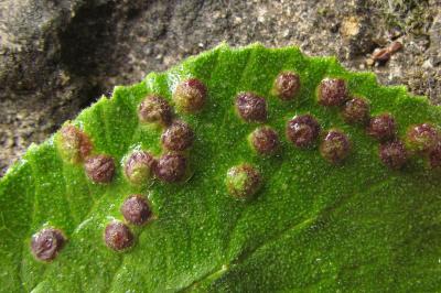 Viburnum lantana