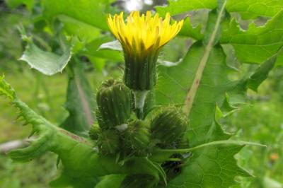 Sonchus oleraceus