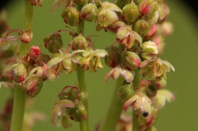 Rumex acetosa