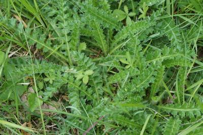 Cirsium acaulon