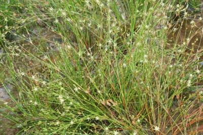 Juncus bufonius