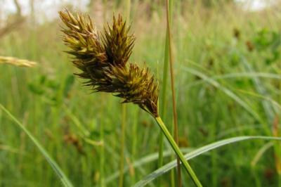 Carex leporina