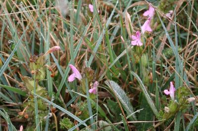 Pedicularis sylvatica