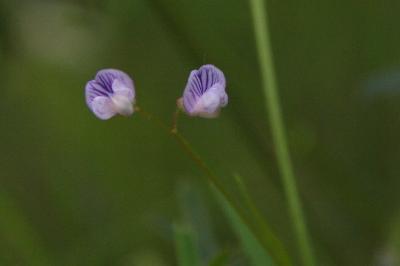 Ervum tetraspermum