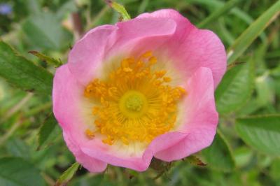 Rosa micrantha