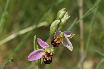 Ophrys apifera