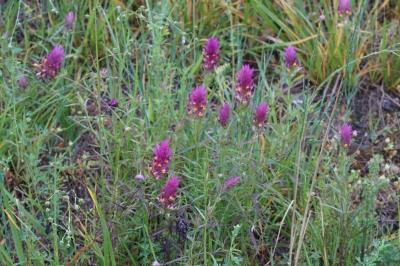 Melampyrum arvense