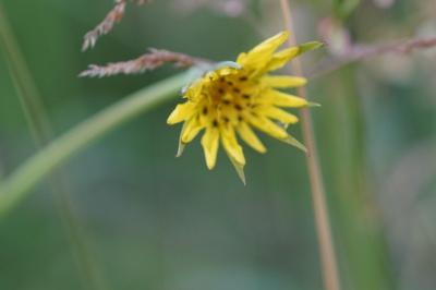 Tragopogon pratensis