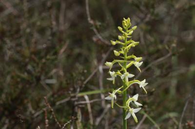 Platanthera bifolia