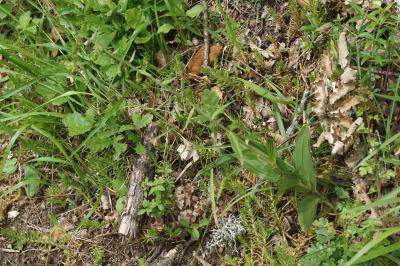 Epipactis helleborine