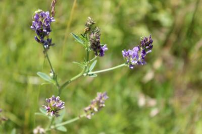 Medicago sativa