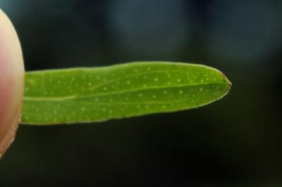 Hypericum perforatum