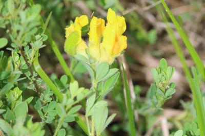 Cytisus lotoides