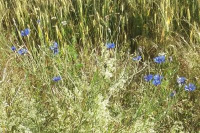Cyanus segetum