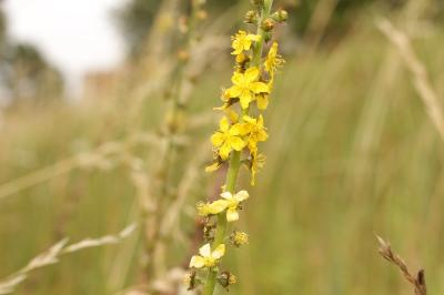 Agrimonia eupatoria