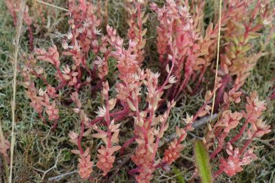 Sedum rubens