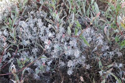 Gnaphalium uliginosum