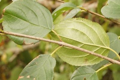 Rhamnus cathartica