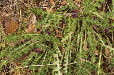 Cirsium acaulon