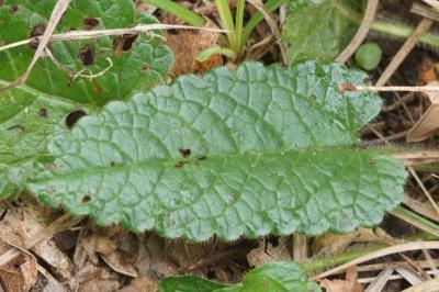Betonica officinalis