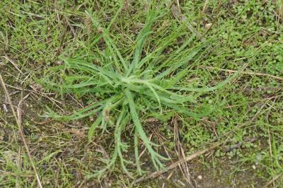 Plantago coronopus