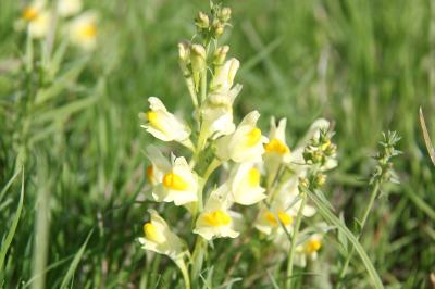 Linaria vulgaris