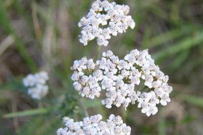 Achillea millefolium