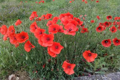 Papaver rhoeas