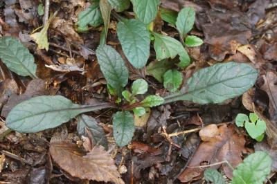 Ajuga reptans