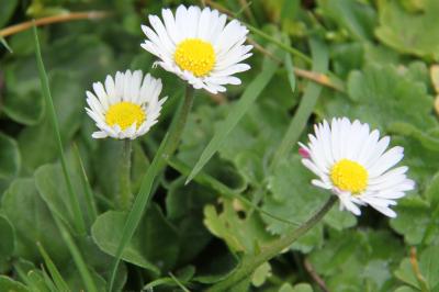 Bellis perennis