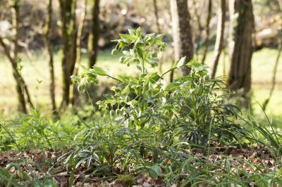 Helleborus foetidus