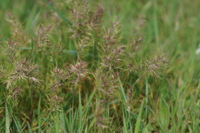 Poa bulbosa