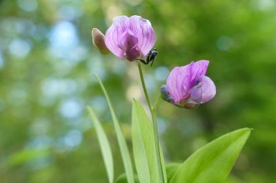 Lathyrus linifolius