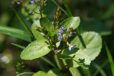 Veronica beccabunga