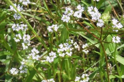 Asperula cynanchica