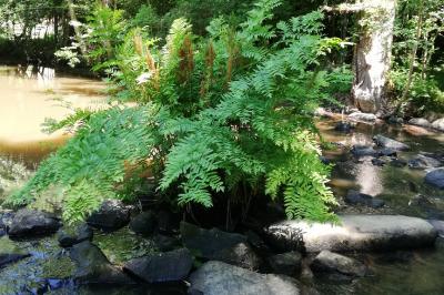 Osmunda regalis