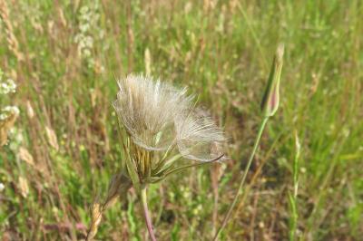 Tragopogon pratensis